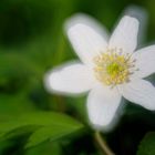 Anemone nemorosa