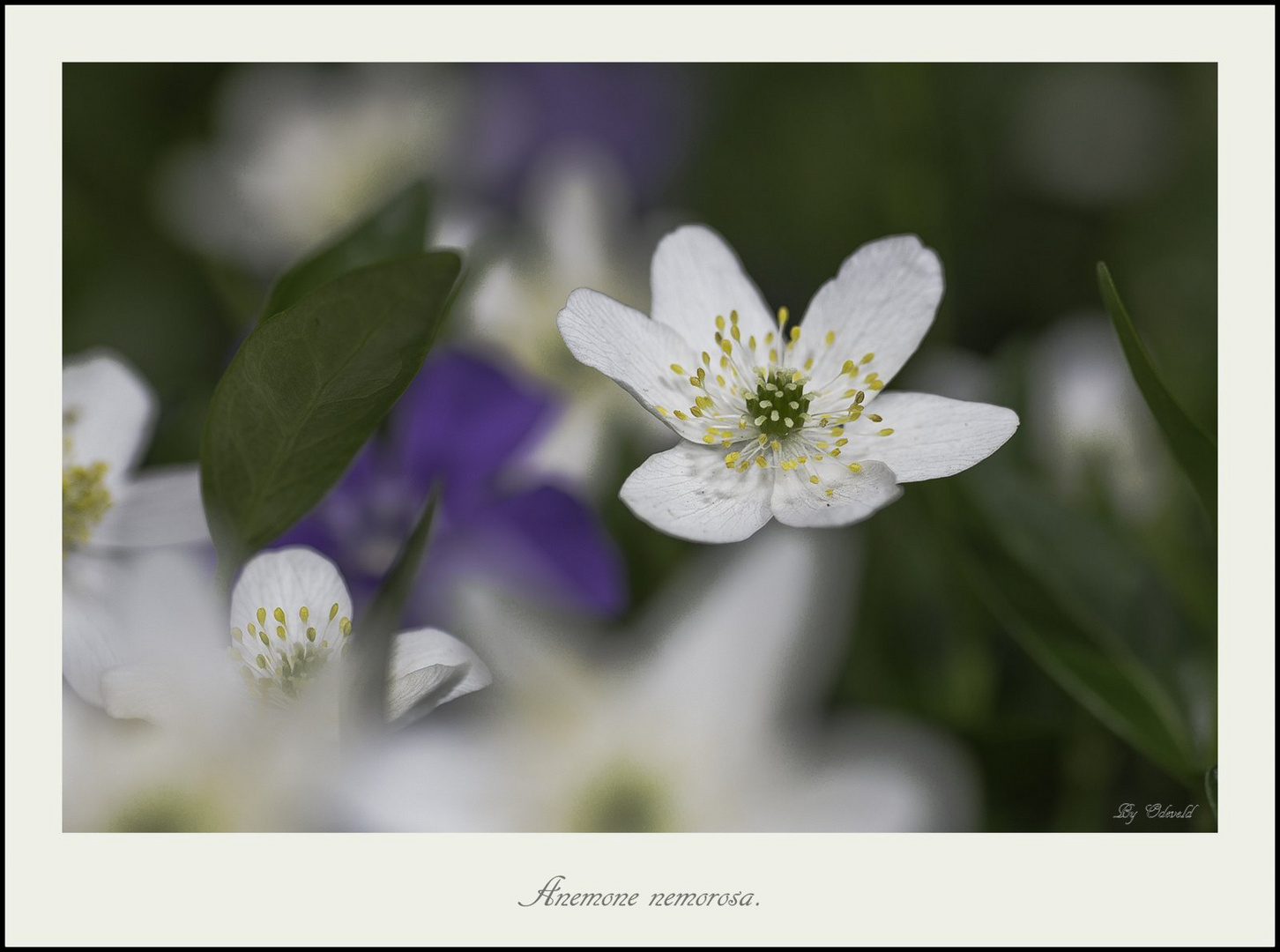 Anemone nemorosa.