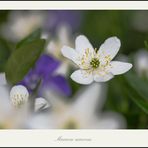 Anemone nemorosa.