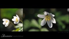 Anemone nemorosa