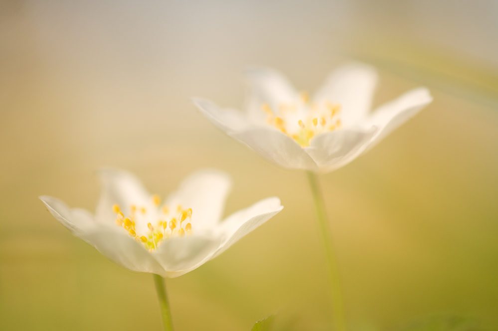 Anemone nemorosa