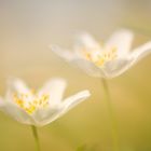 Anemone nemorosa