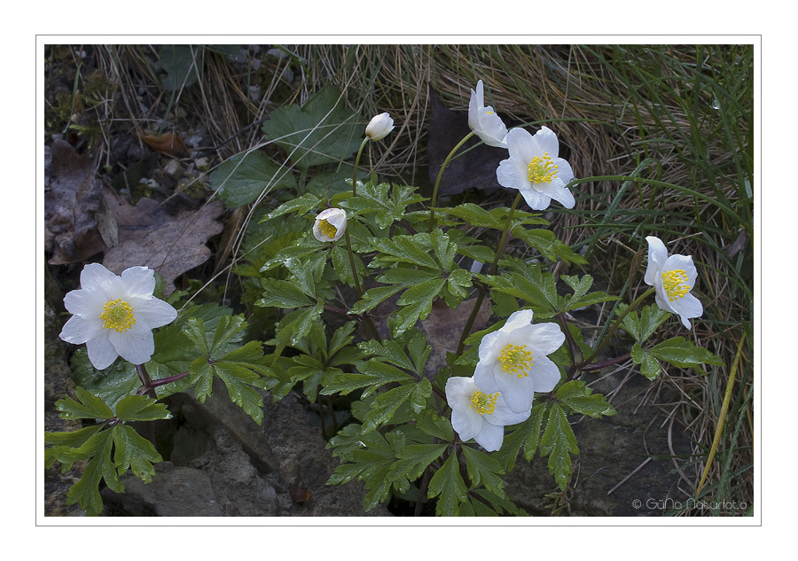 Anemone nemorosa