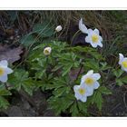 Anemone nemorosa