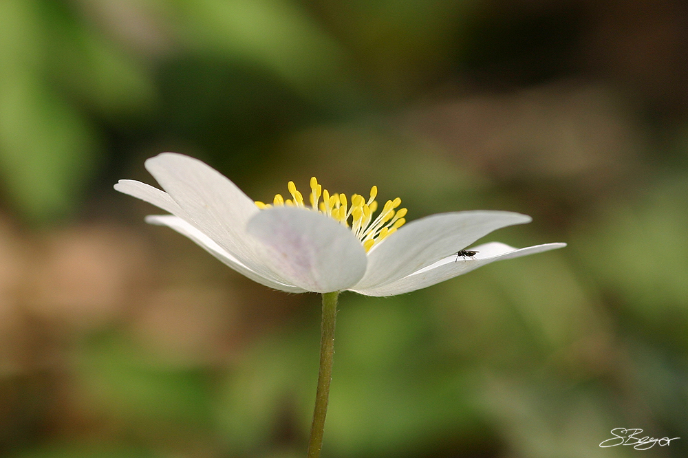 Anemone nemorosa