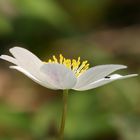 Anemone nemorosa