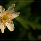 Anemone nemorosa