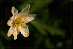 Anemone nemorosa