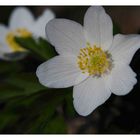 Anemone Nemorosa