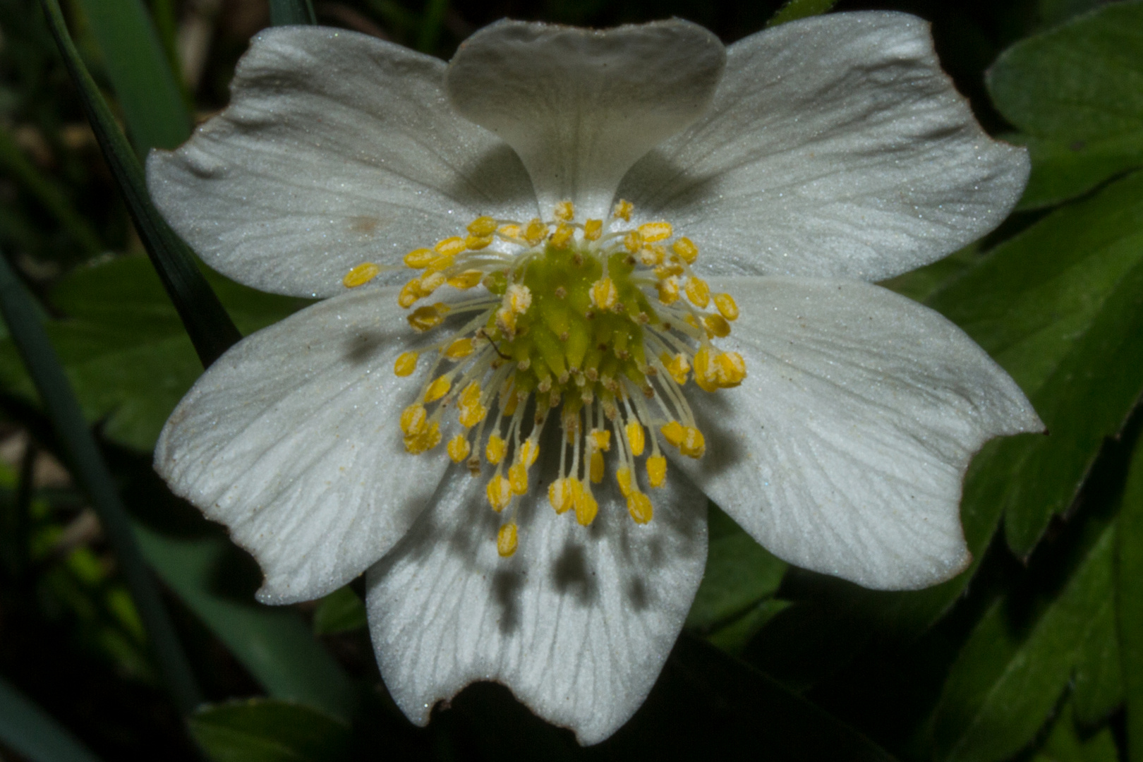 Anemone nemorosa