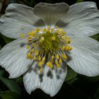 Anemone nemorosa