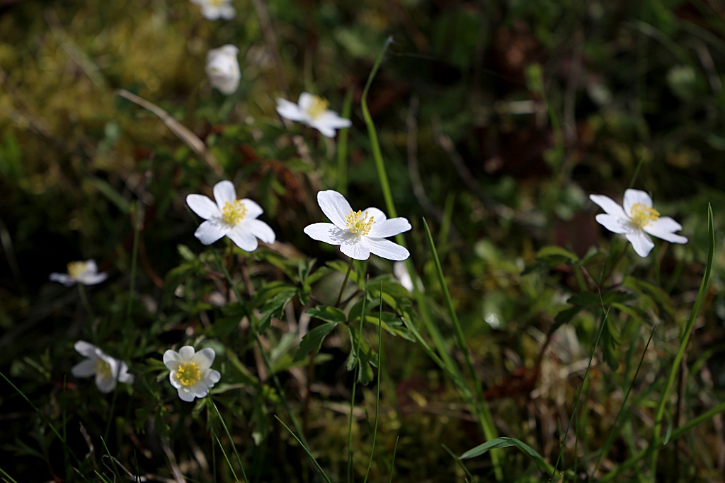 Anemone Nemorosa