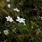 Anemone Nemorosa