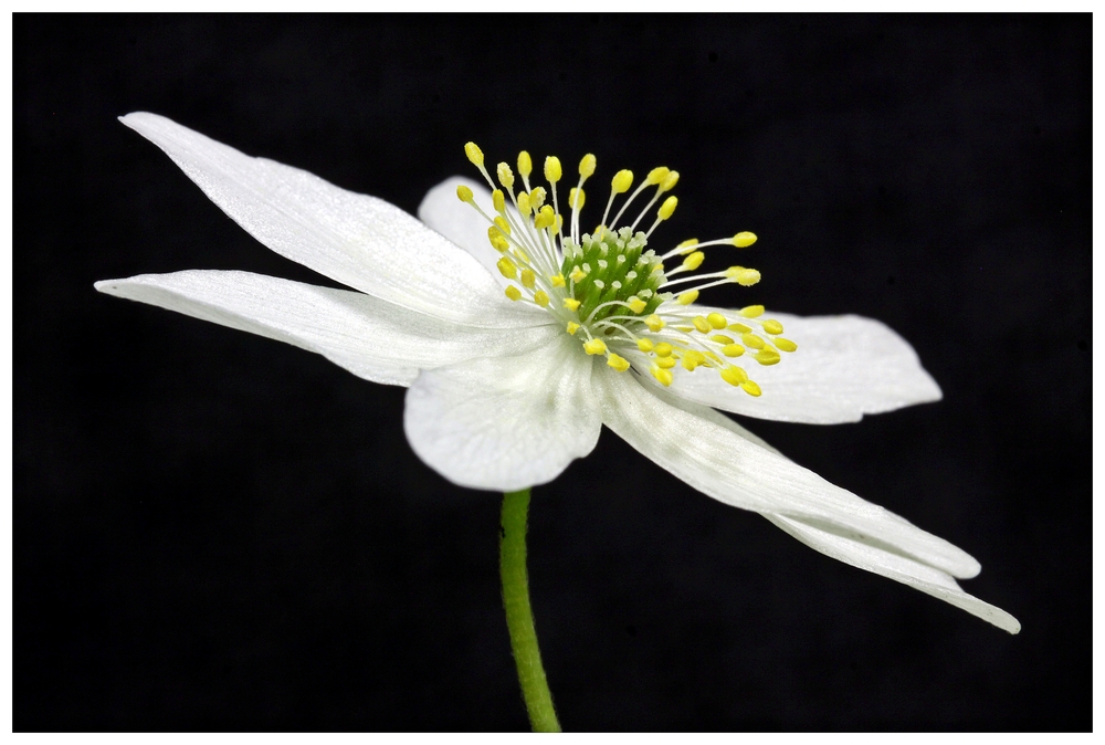 Anemone nemorosa