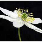 Anemone nemorosa