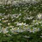 Anemone nemorosa