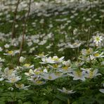 Anemone nemorosa