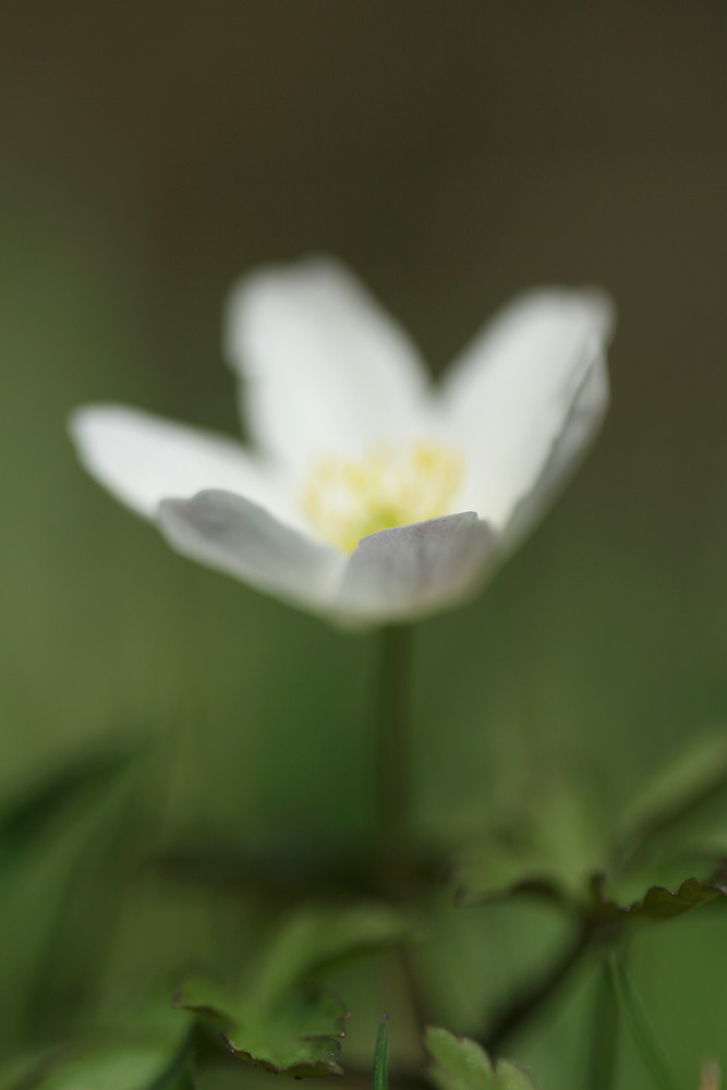 Anemone nemorosa