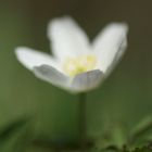 Anemone nemorosa