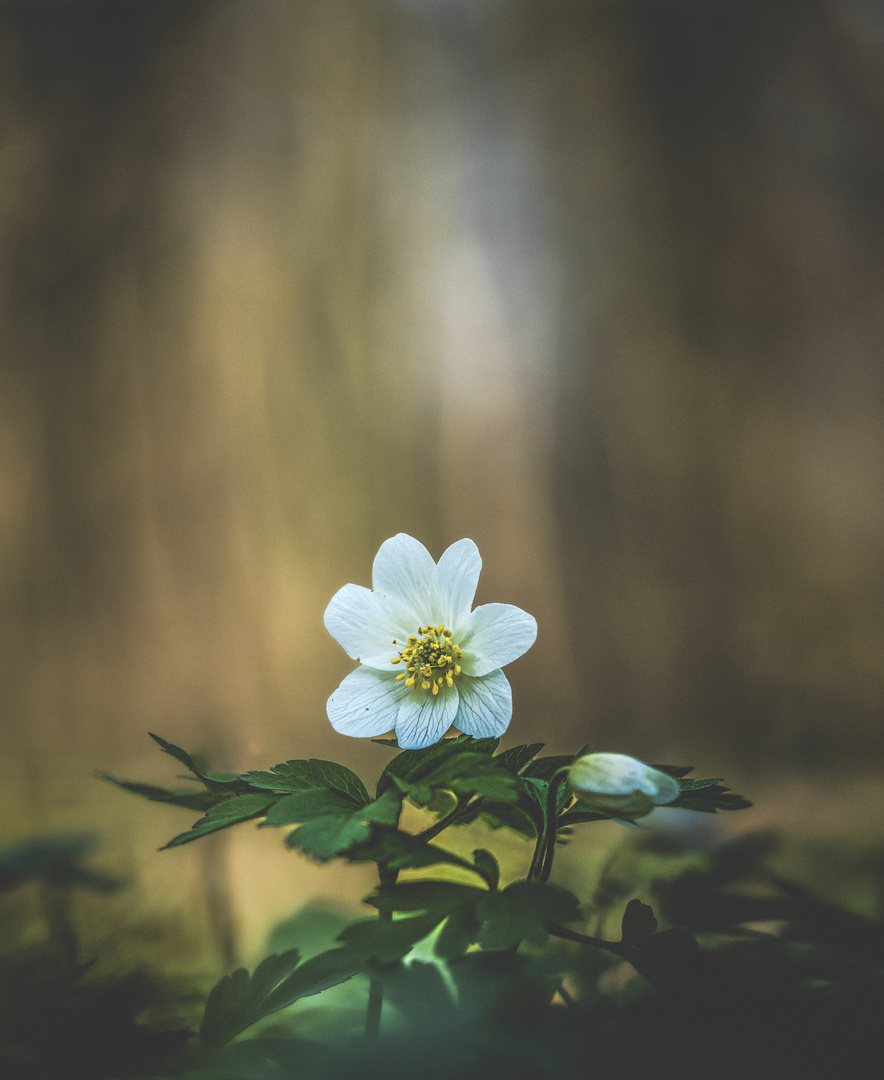 Anemone nemorosa