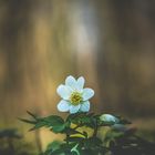 Anemone nemorosa