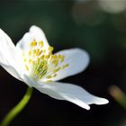 Anemone nemorosa