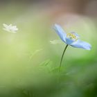 Anemone nemorosa