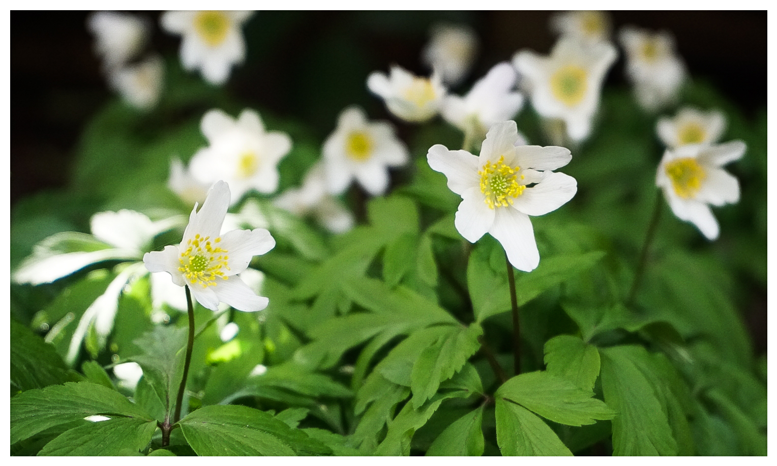 Anemone nemorosa