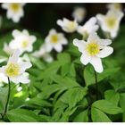 Anemone nemorosa