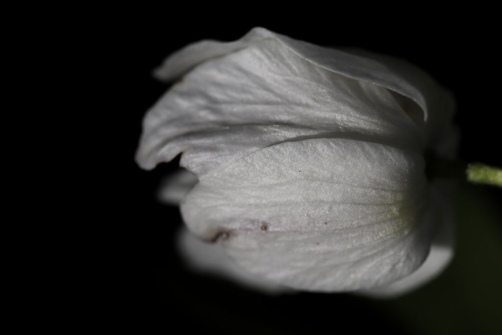 Anemone nemorosa