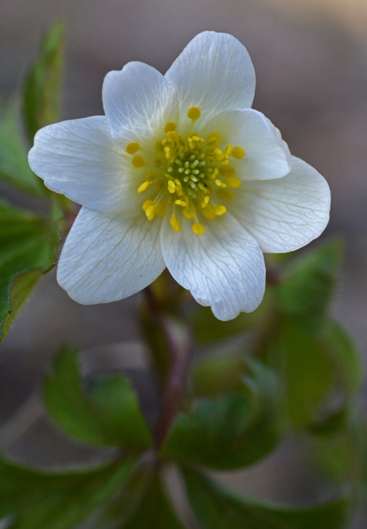 Anemone nemorosa