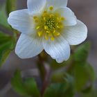 Anemone nemorosa