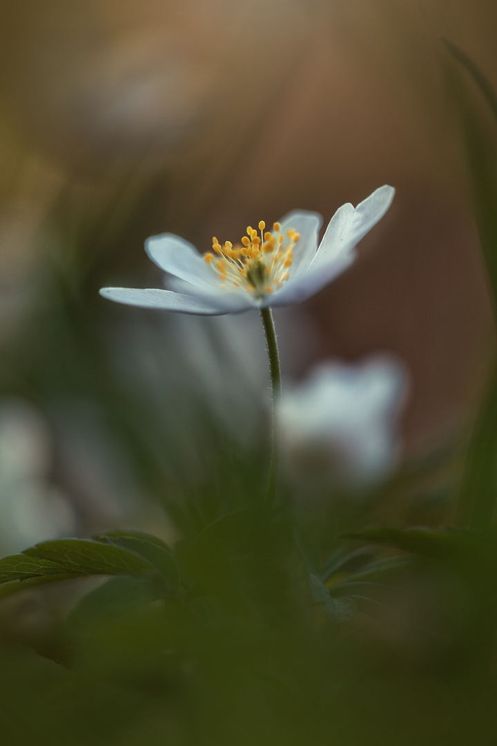  Anemone nemorosa *