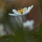  Anemone nemorosa *