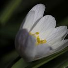 Anemone nemorosa