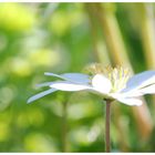 Anemone nemorosa