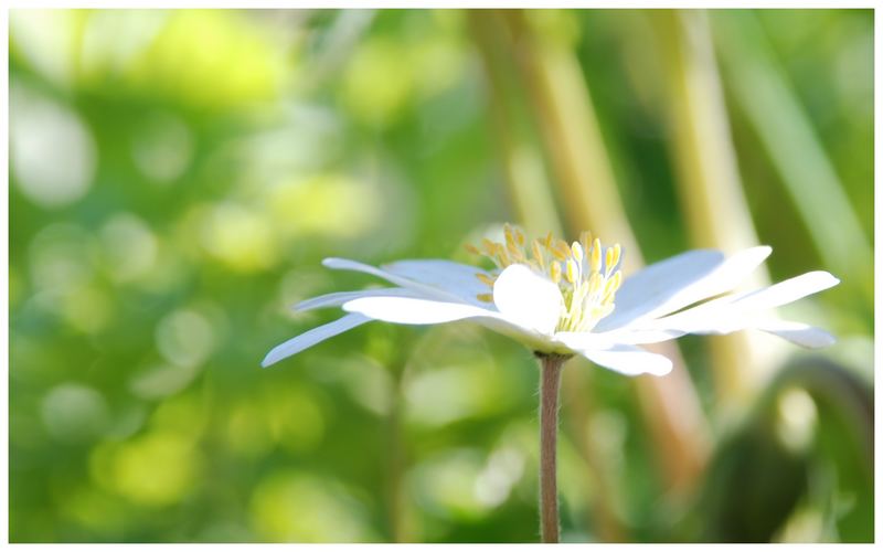 Anemone nemorosa