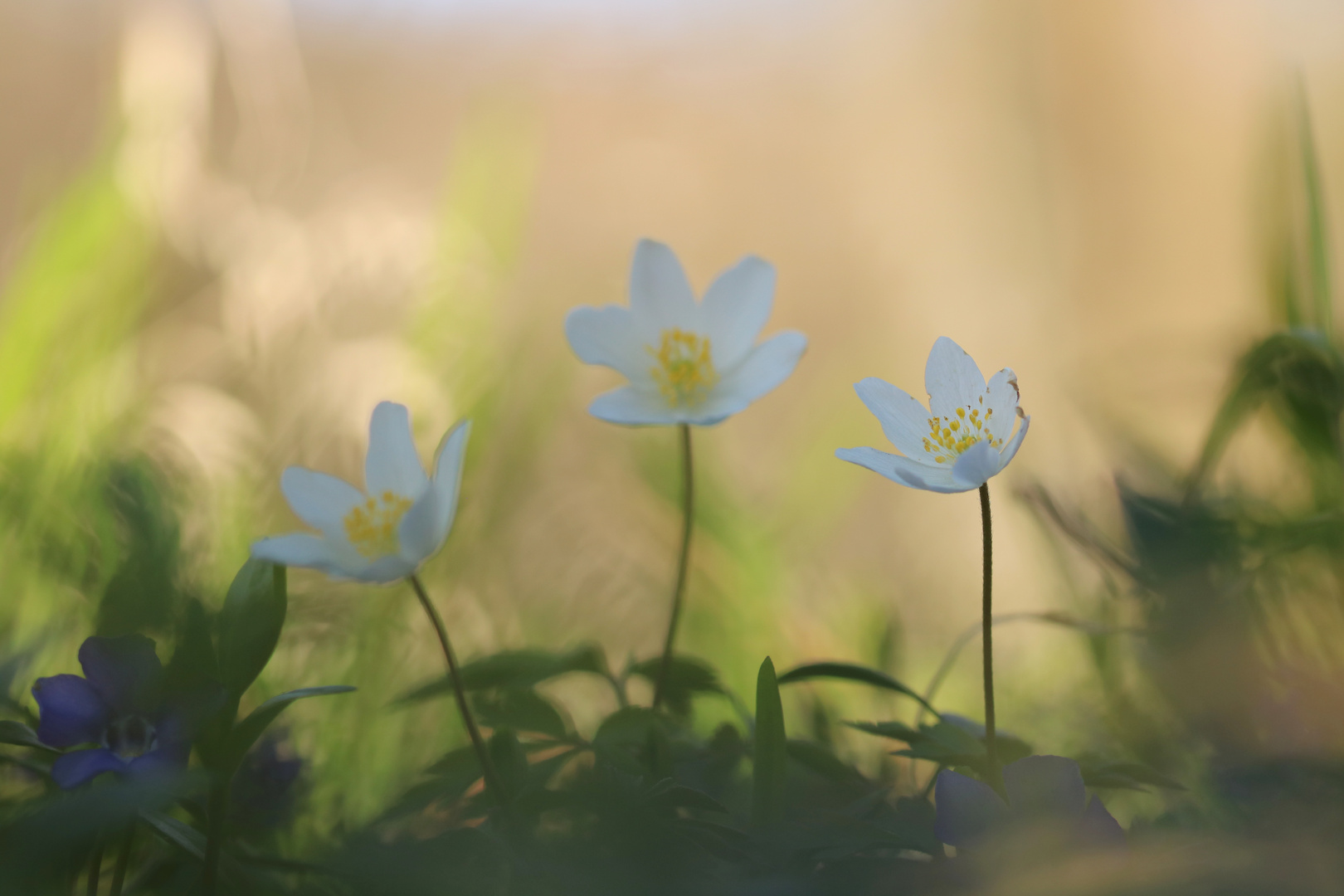 Anemone nemorosa