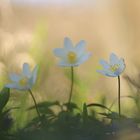 Anemone nemorosa