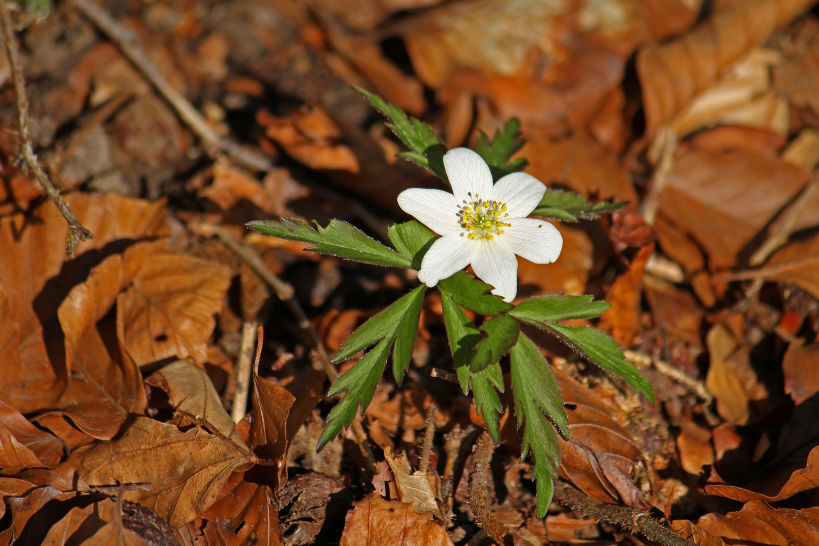 Anemone nemorosa