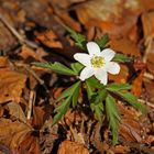 Anemone nemorosa