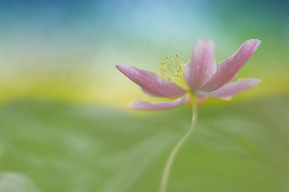 Anemone nemorosa