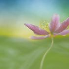 Anemone nemorosa