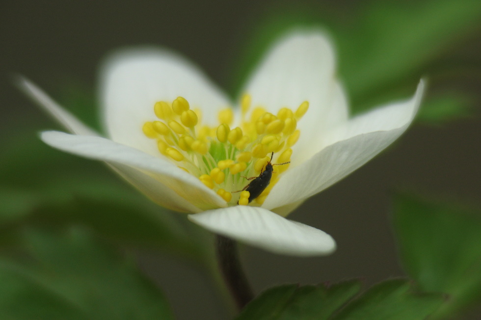 Anemone nemorosa