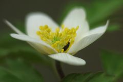 Anemone nemorosa