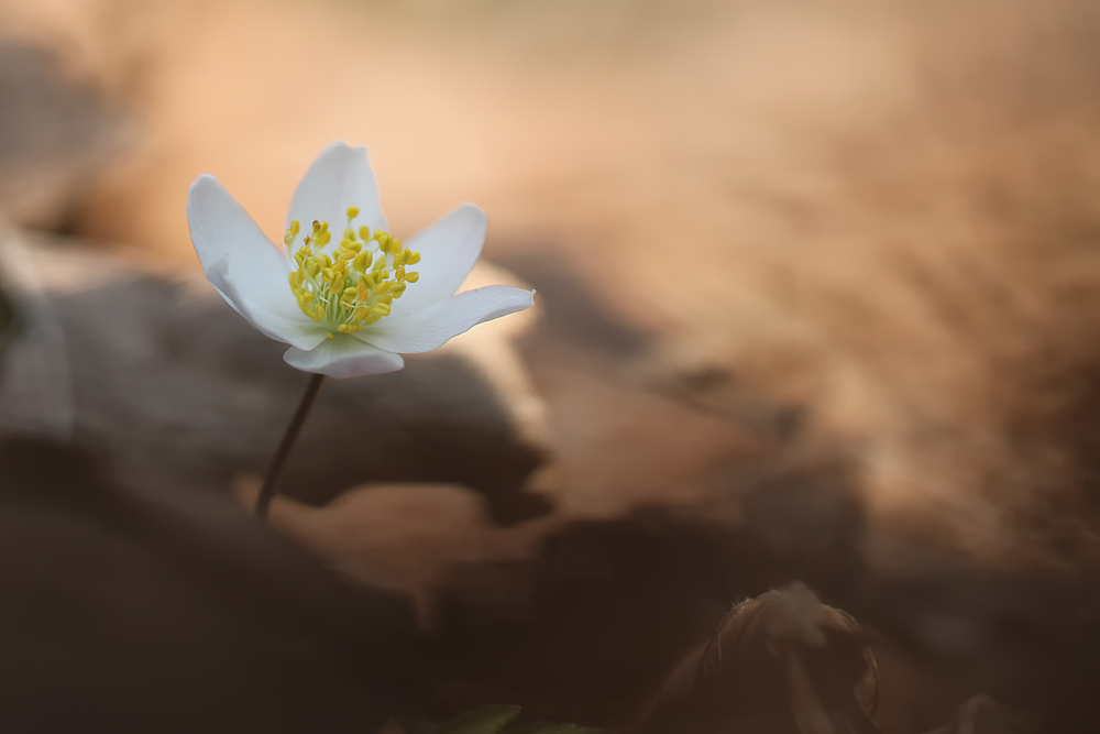 Anemone nemorosa