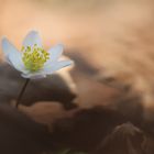 Anemone nemorosa