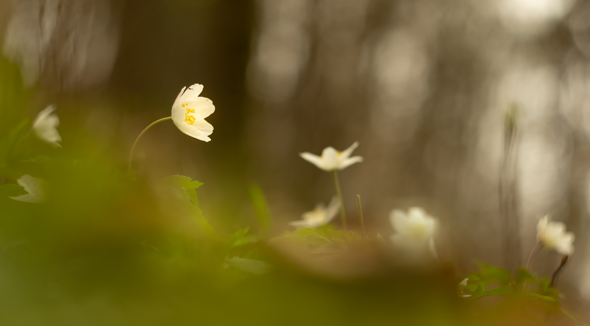 Anemone nemorosa