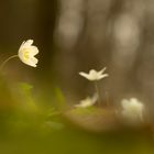 Anemone nemorosa