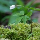 anemone nemorosa